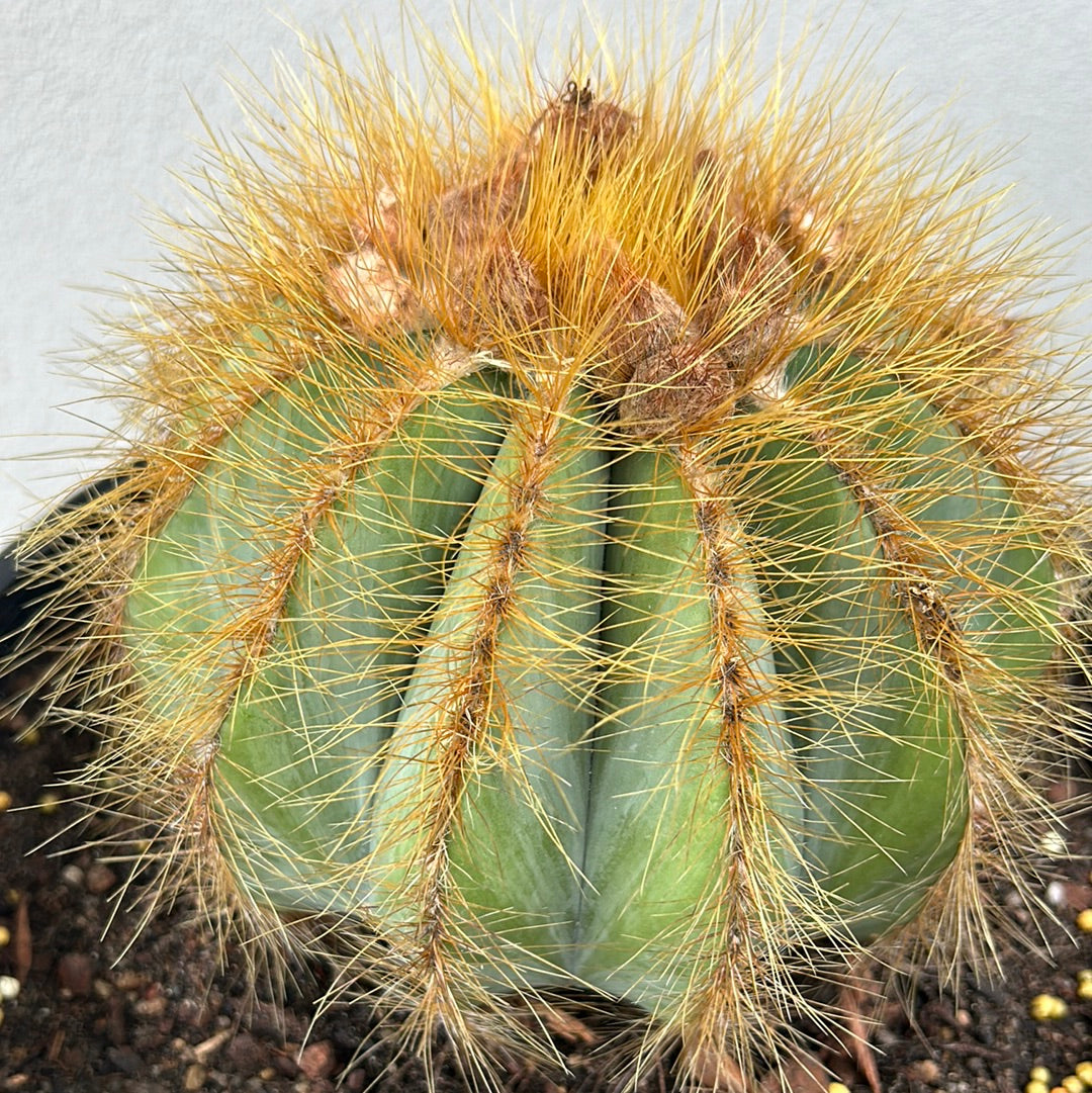 Parodia Magnificus