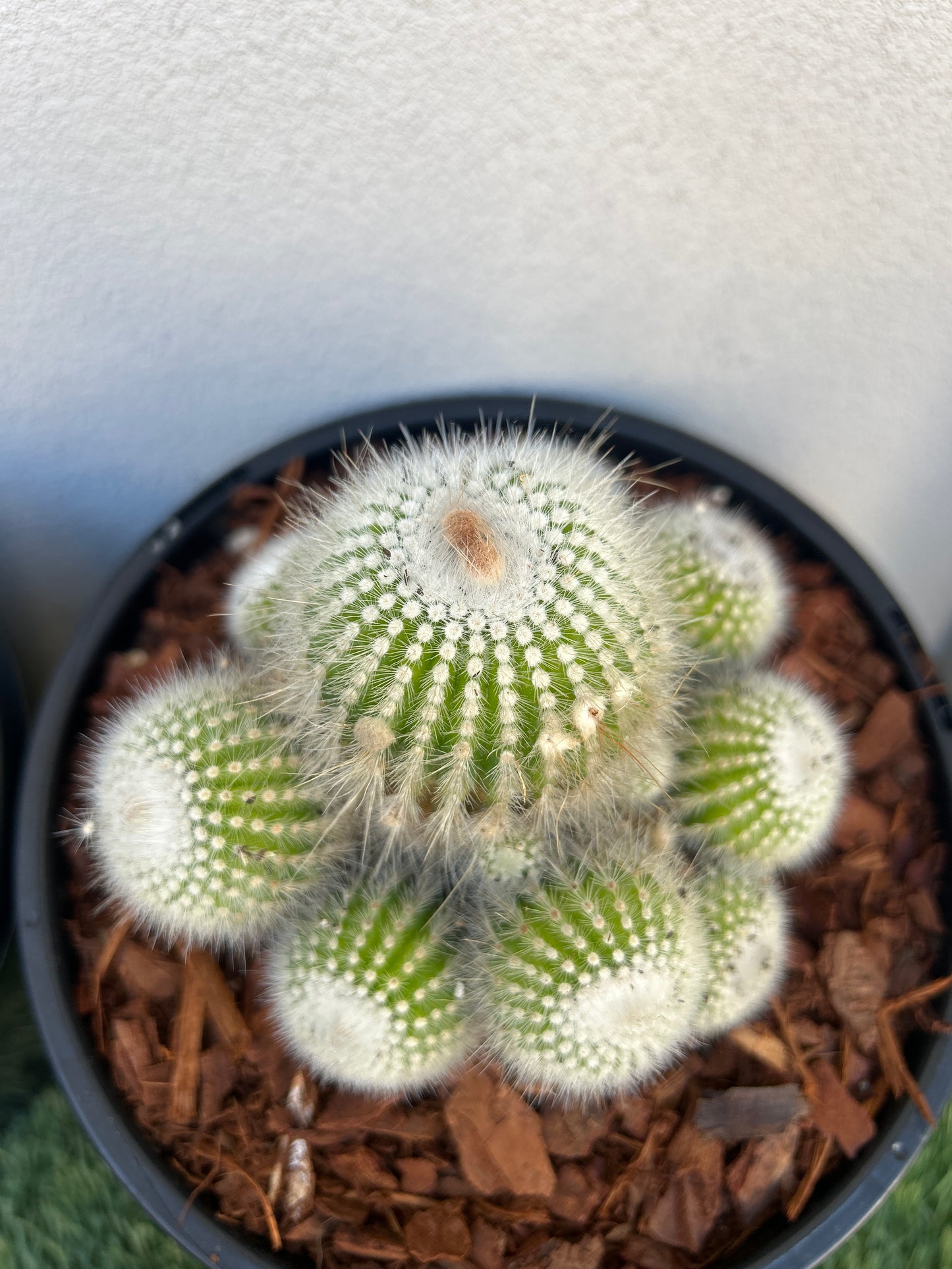Cluster Cactus