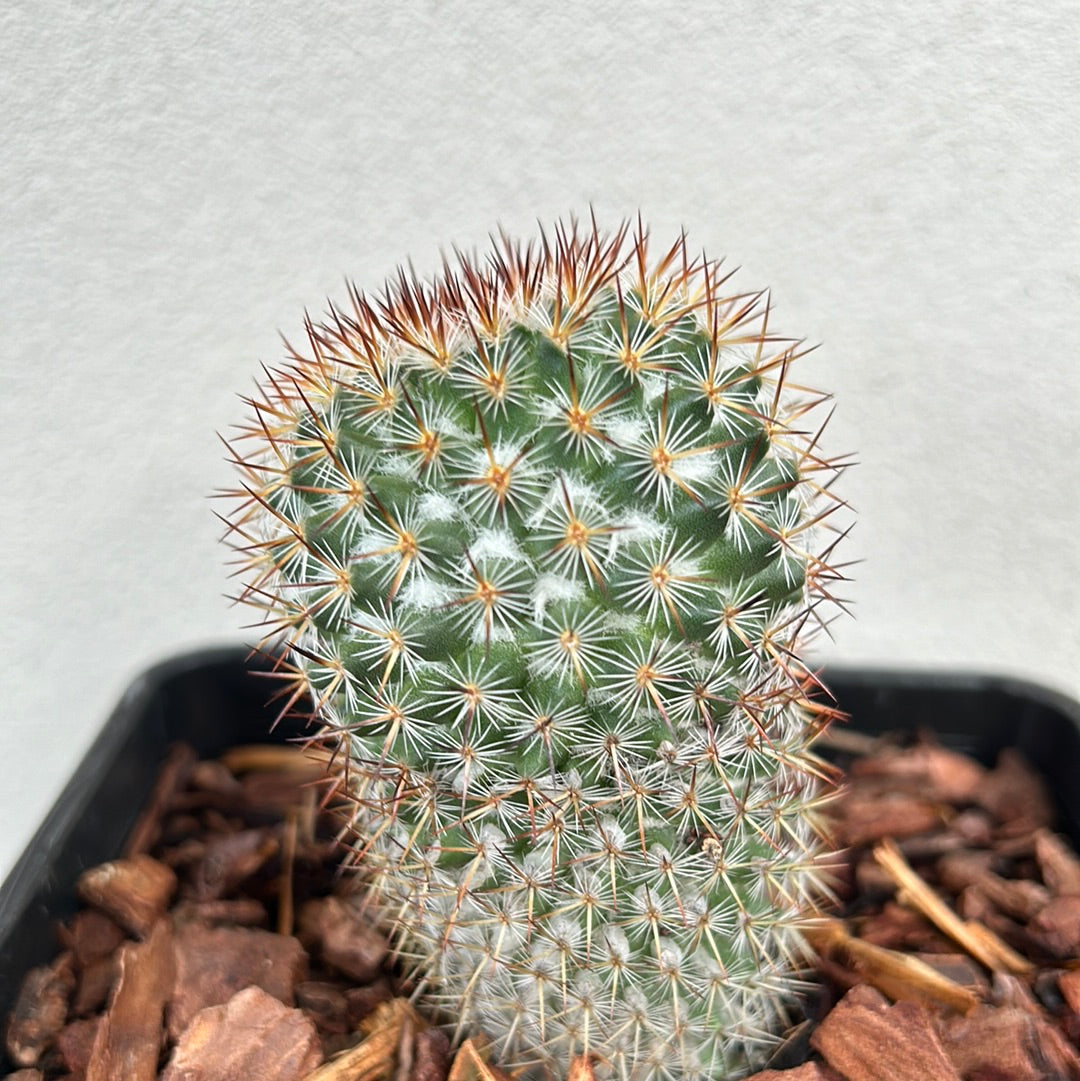 Mamillaria Cactus