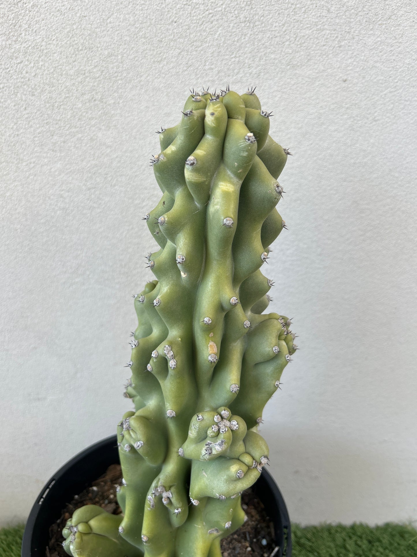 Monstrose Cactus