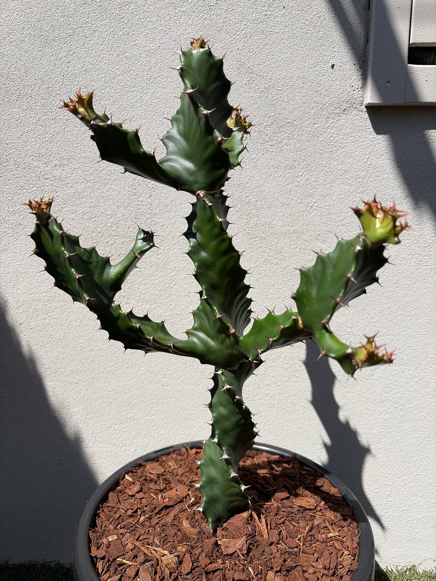Spiral Euphorbia