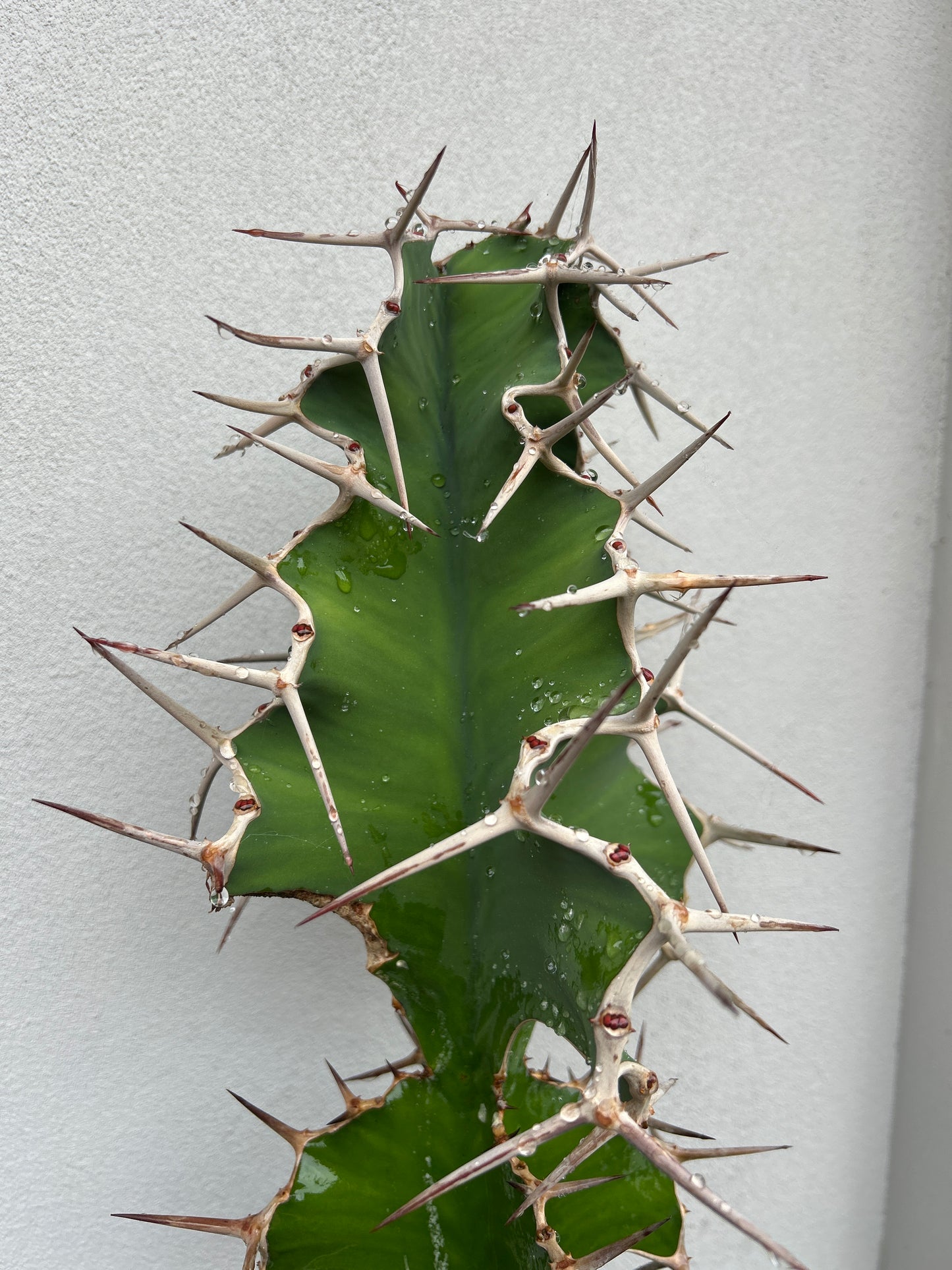 Cowhorn Cactus 1