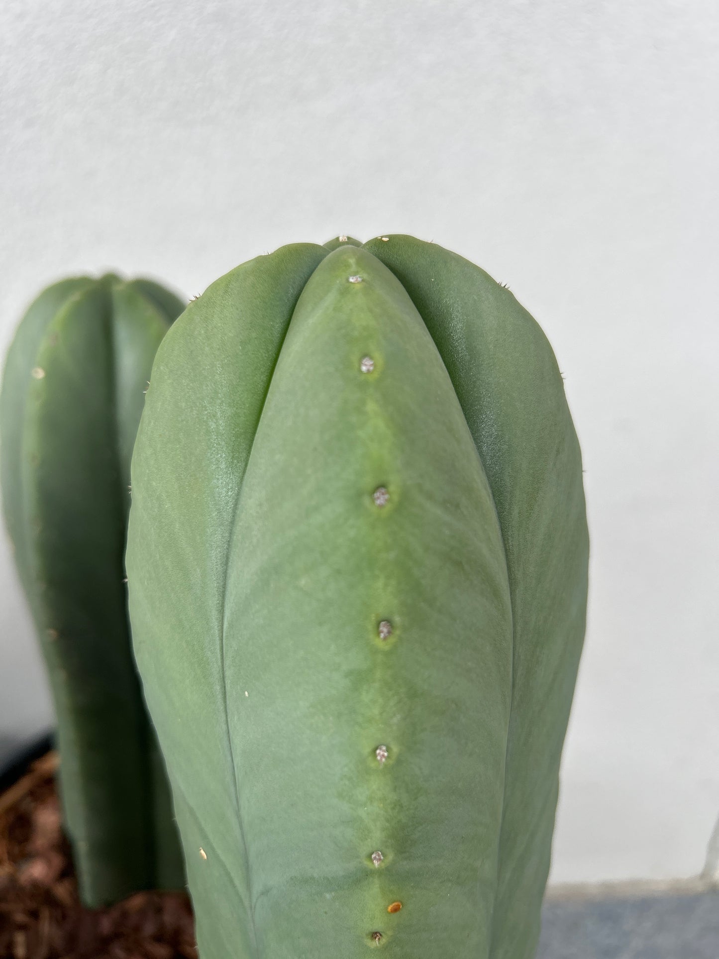 Echinopsis Scopulicola (Scop) Cactus