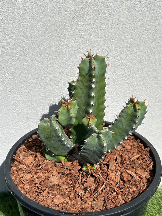 Euphorbia resinifera - Moroccan Mound