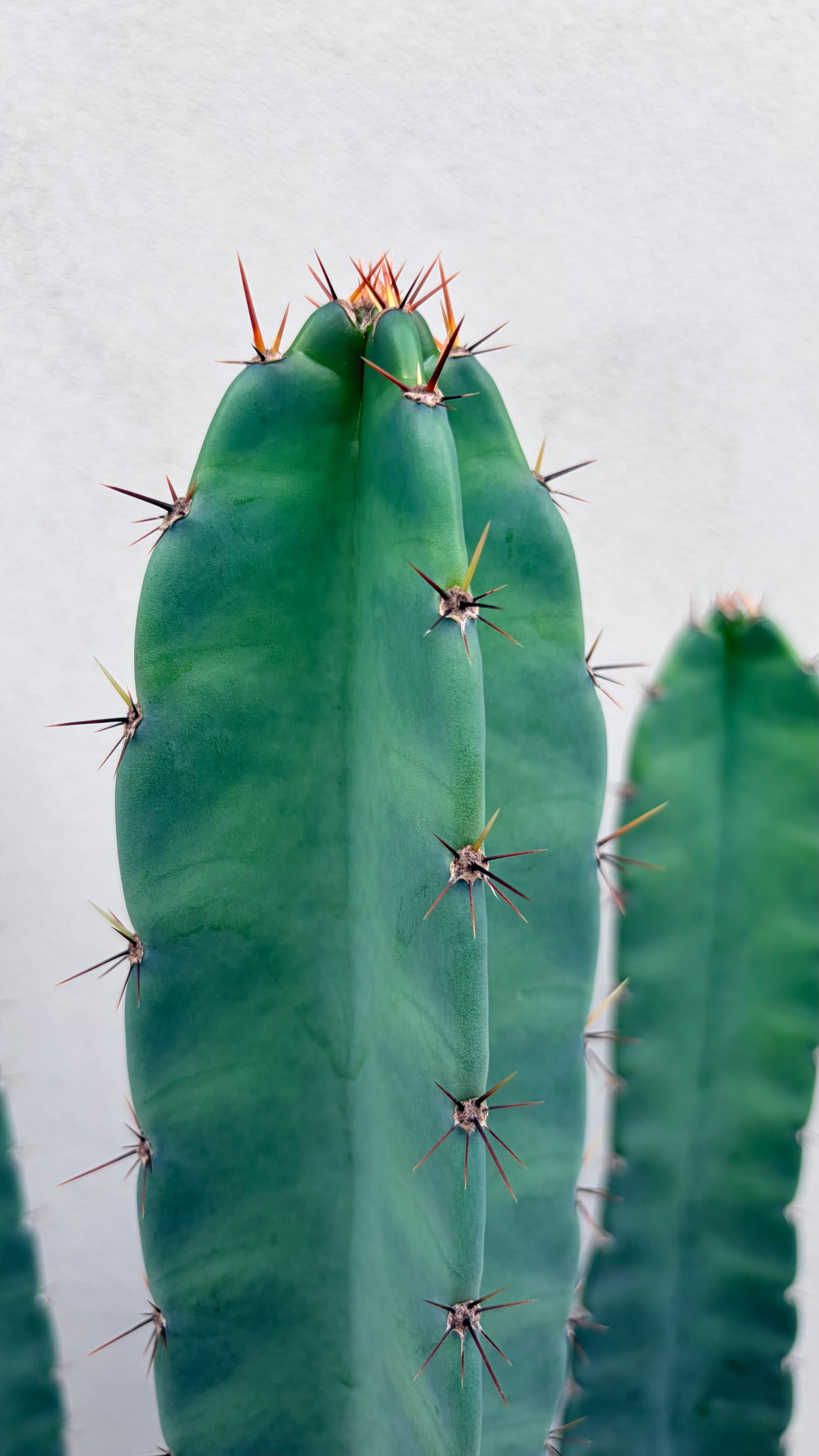 Cereus Cactus
