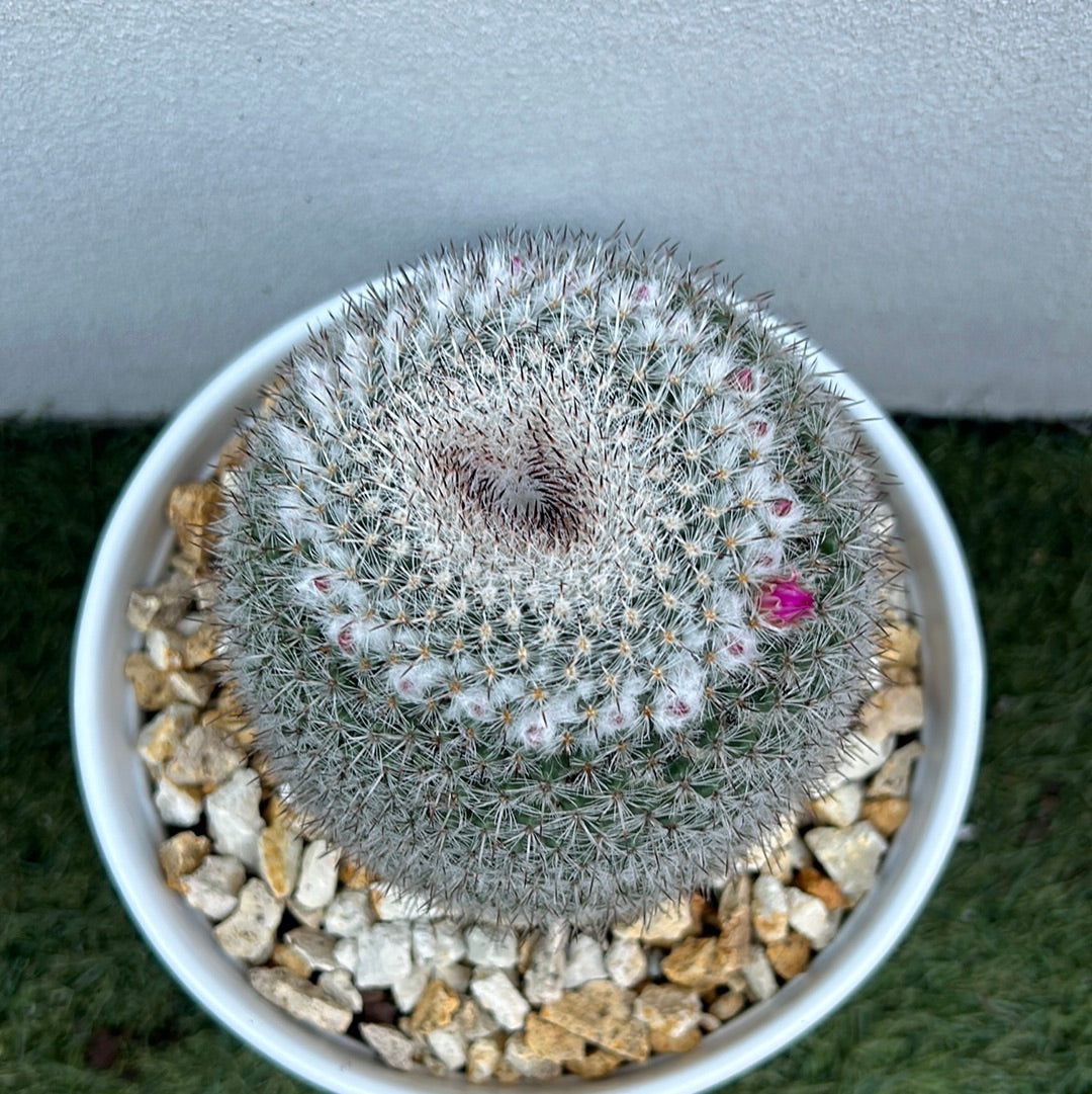 Mamillaria Cactus