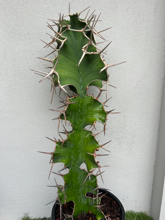 Cowhorn Cactus 3