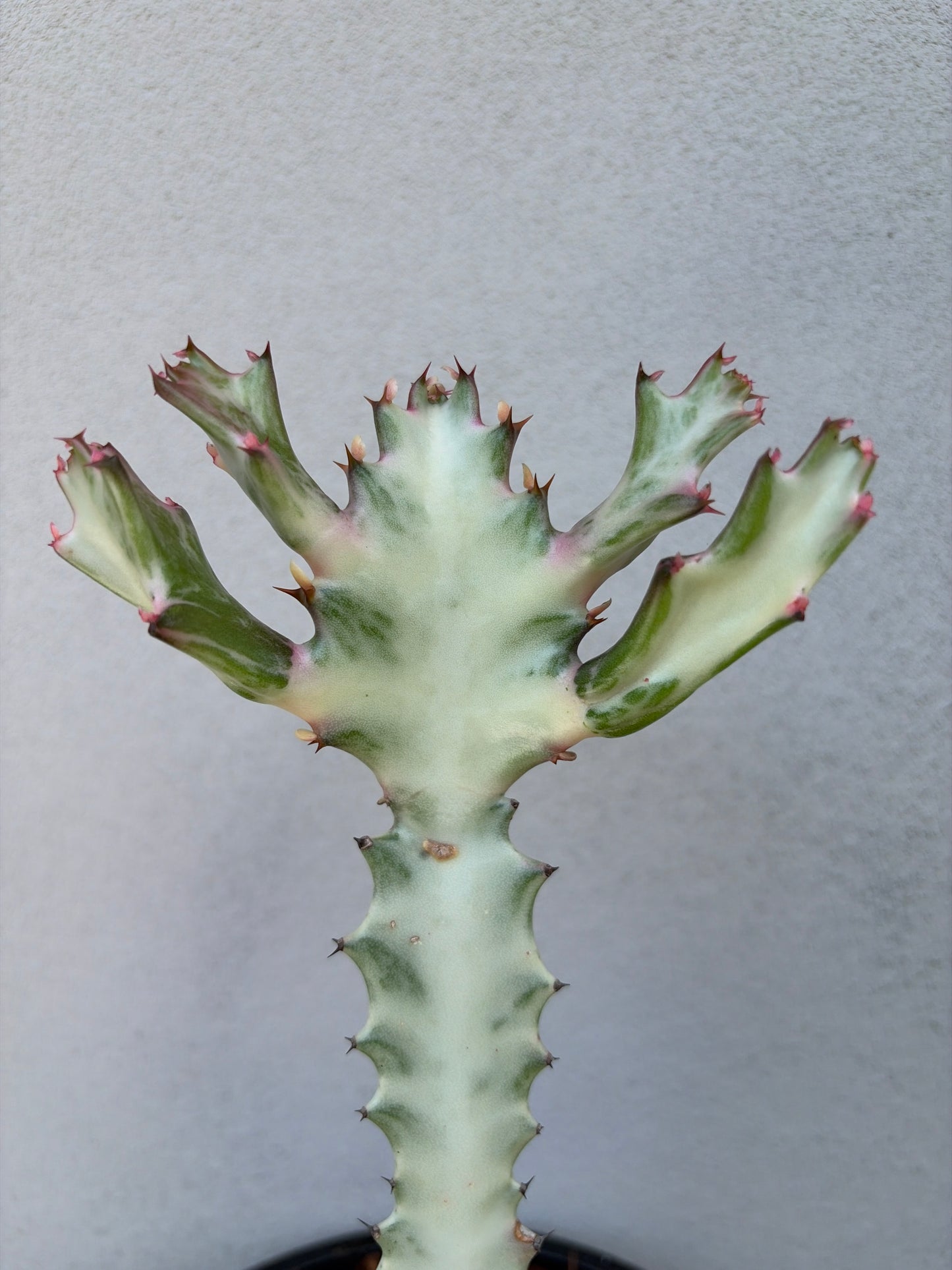Ghost Cactus (Euphorbia lactea)