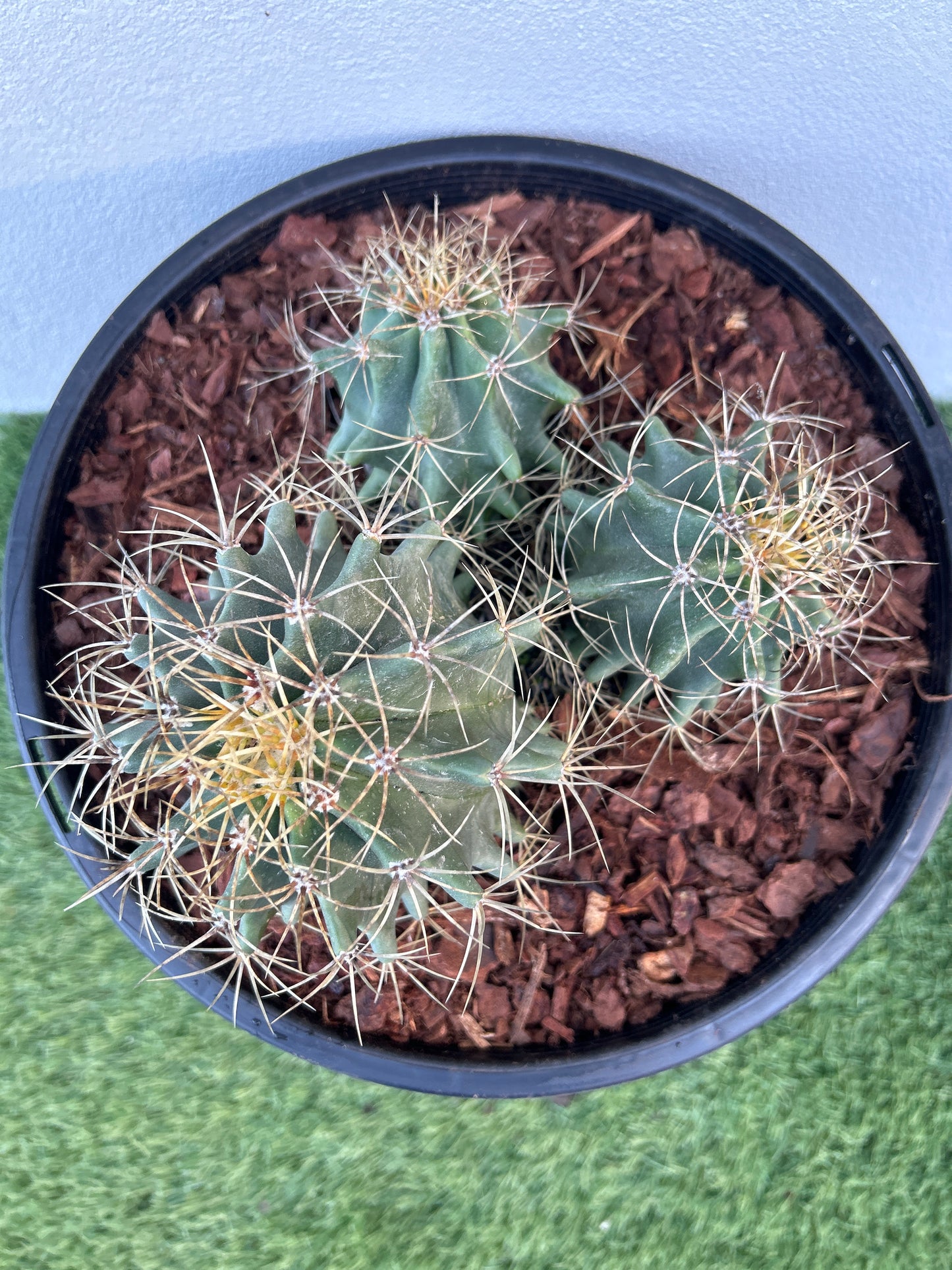 Blue Barrel Cactus - Multi