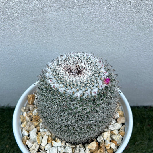 Mamillaria Cactus