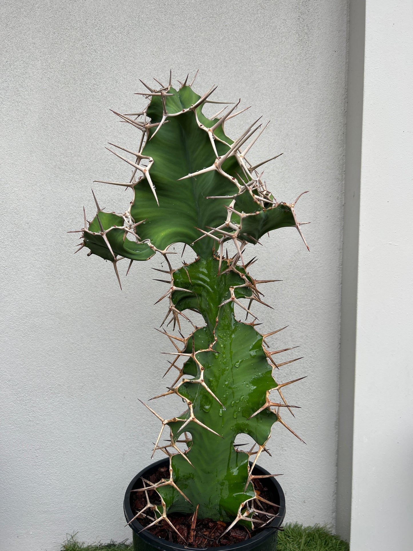 Cowhorn Cactus 7