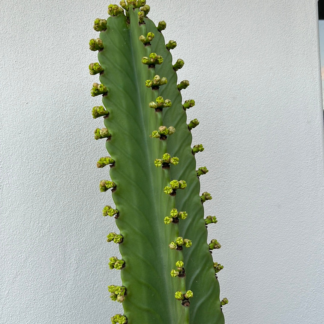 Euphorbia Ingen Cutting