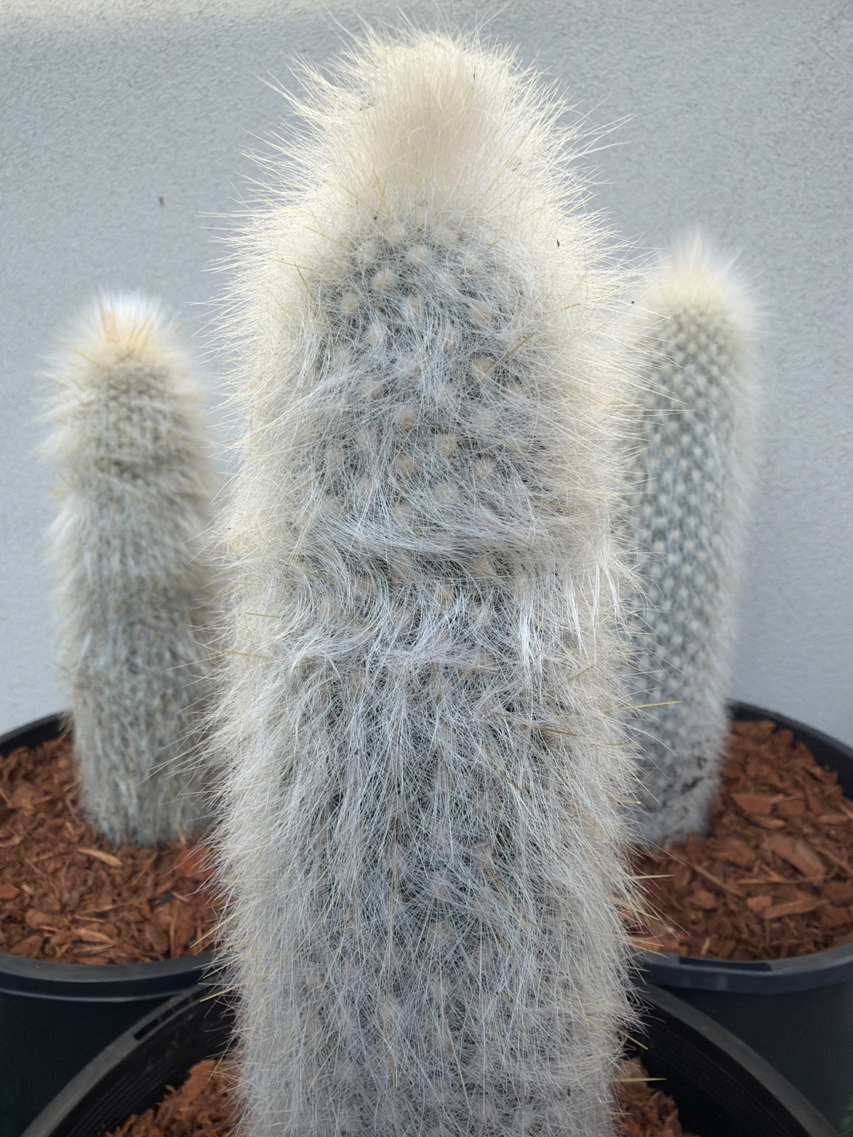 Silver Torch Cactus