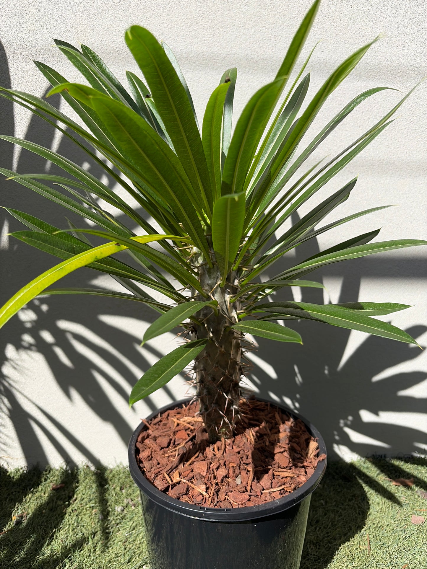 Madagascar Palm Small