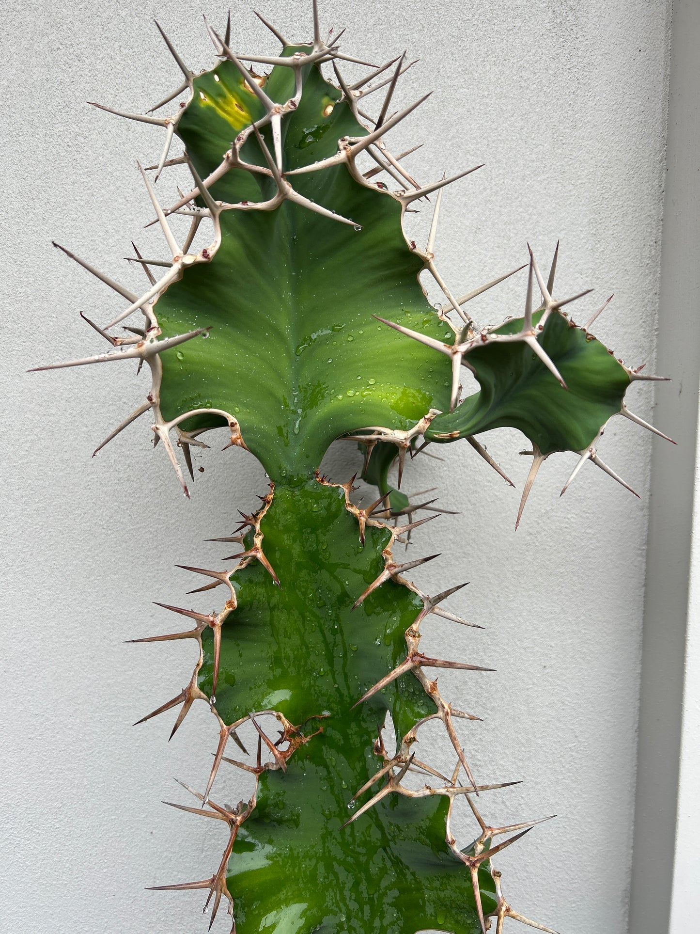 Cowhorn Cactus 5