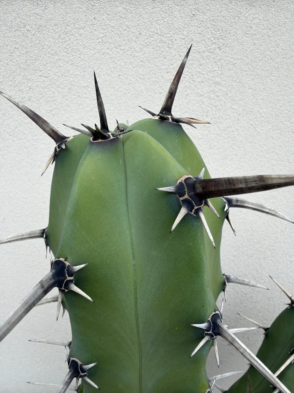 Myrtillocactus