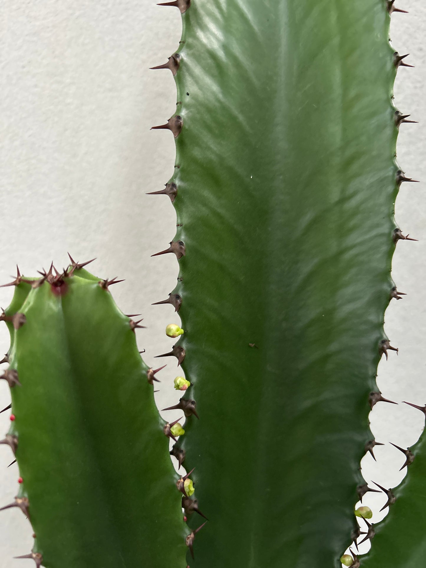 Euphorbia Cowboy 2 arms