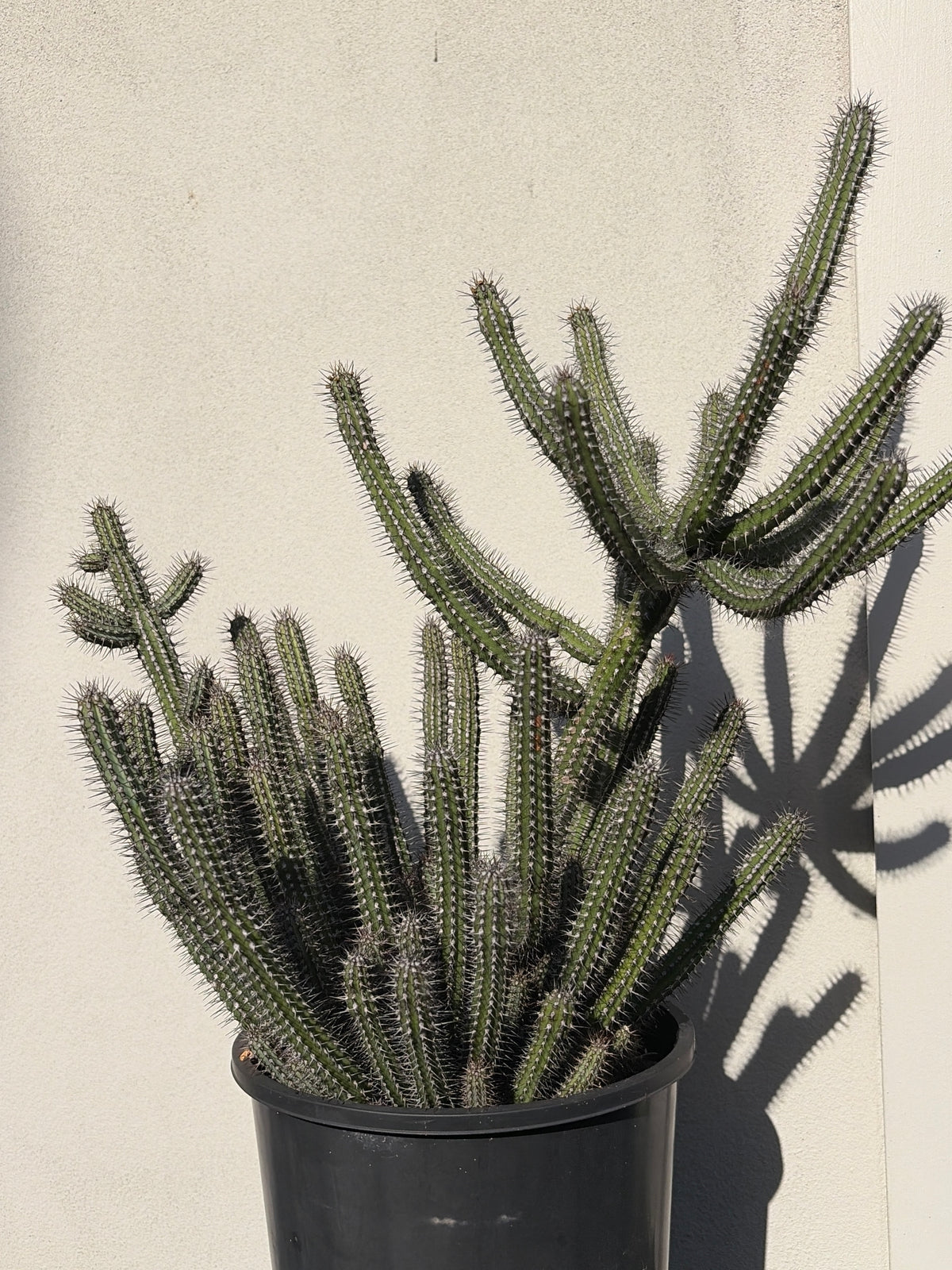Euphorbia Baioensis