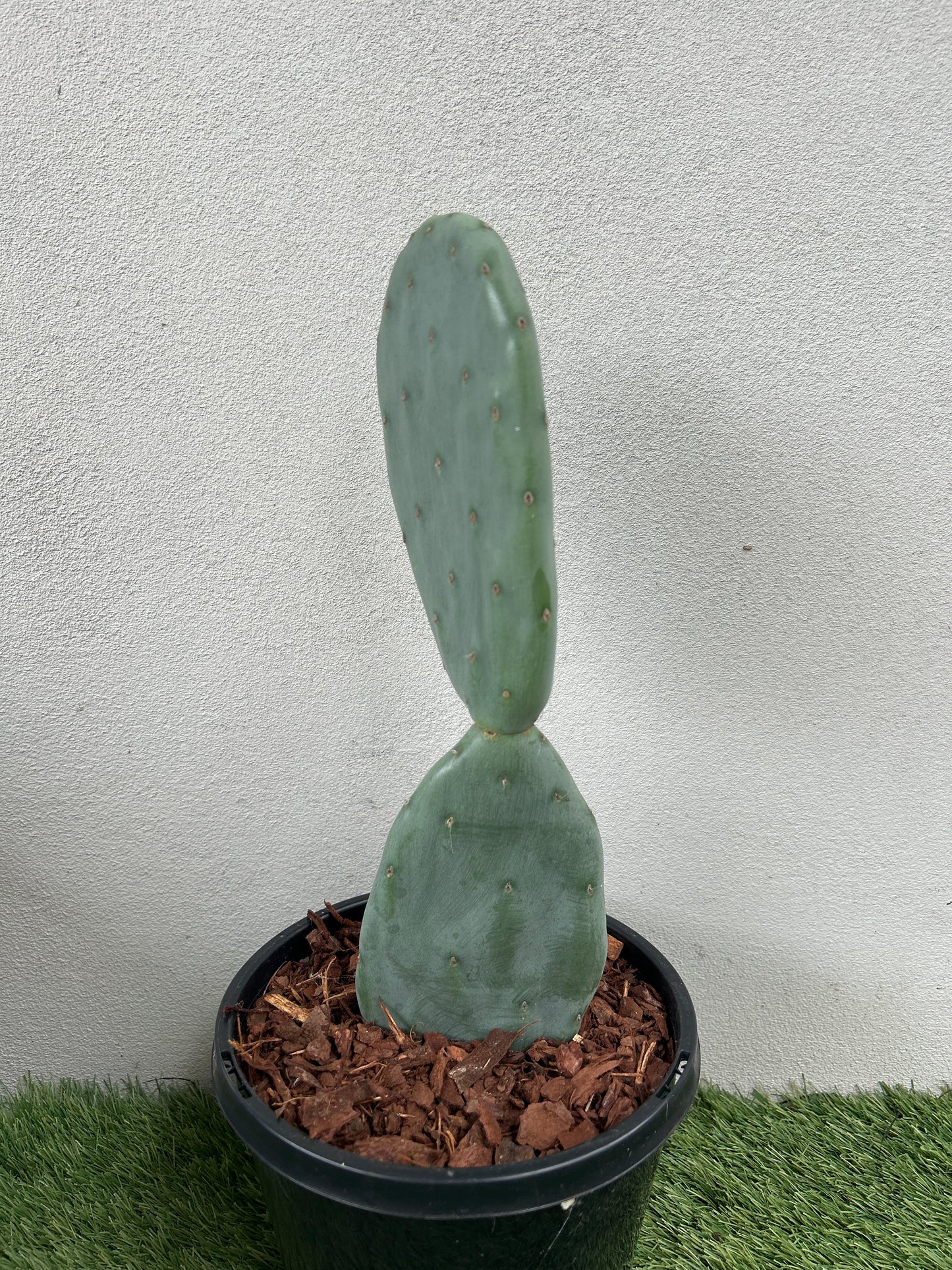 Burbank Spineless Cactus