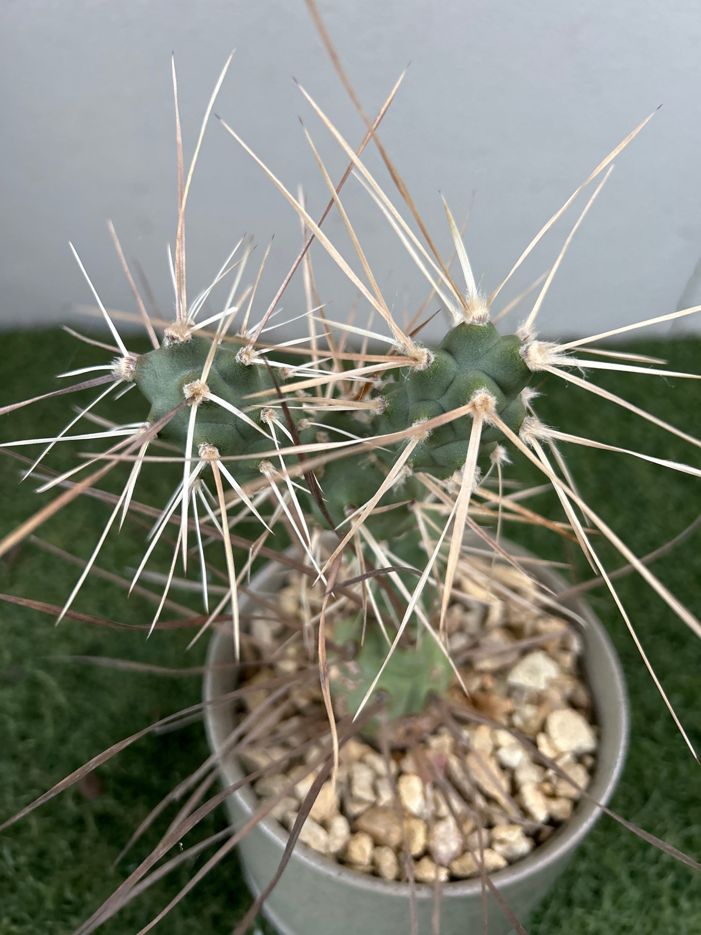 Paper Spine Cactus