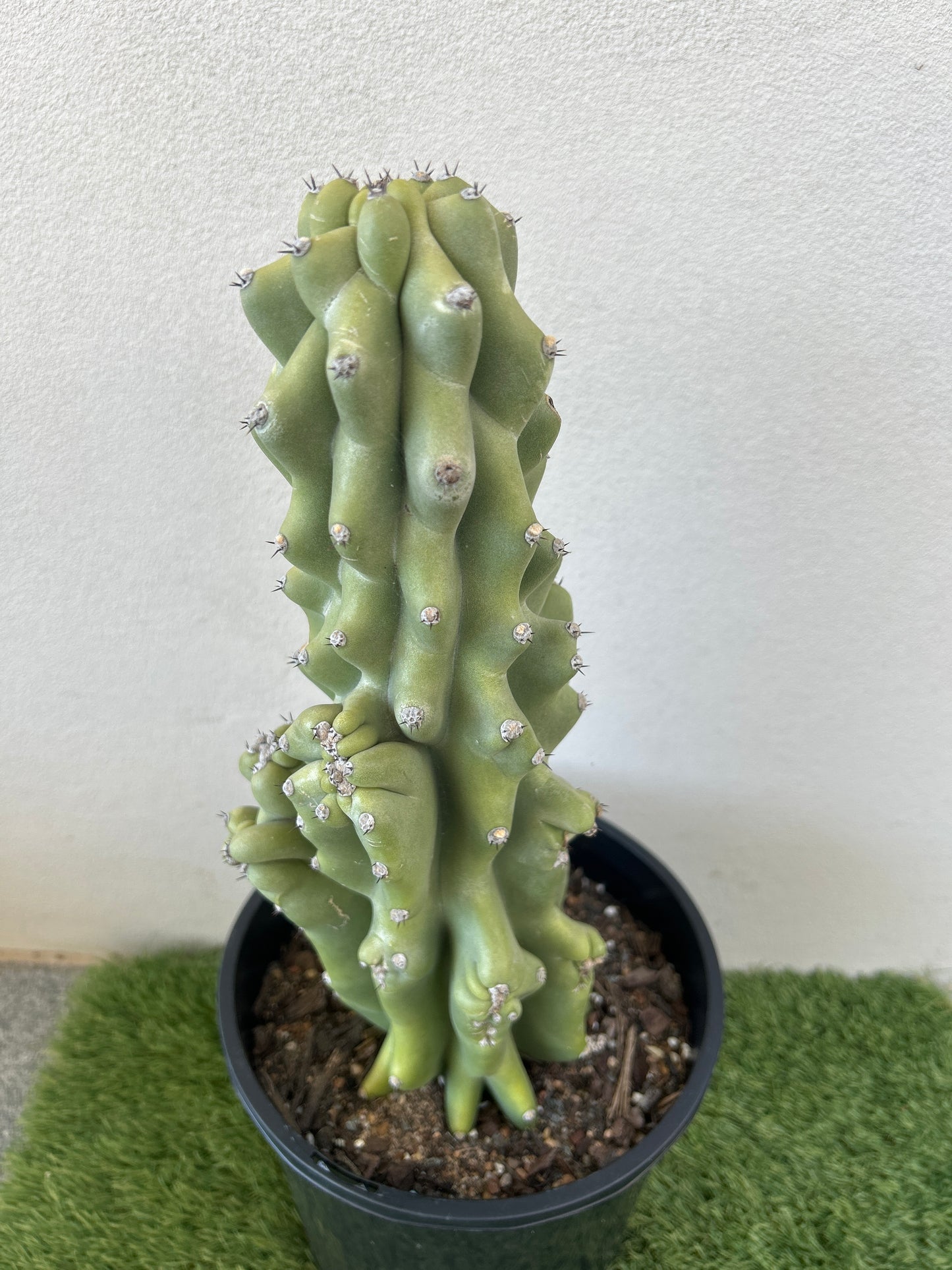 Monstrose Cactus