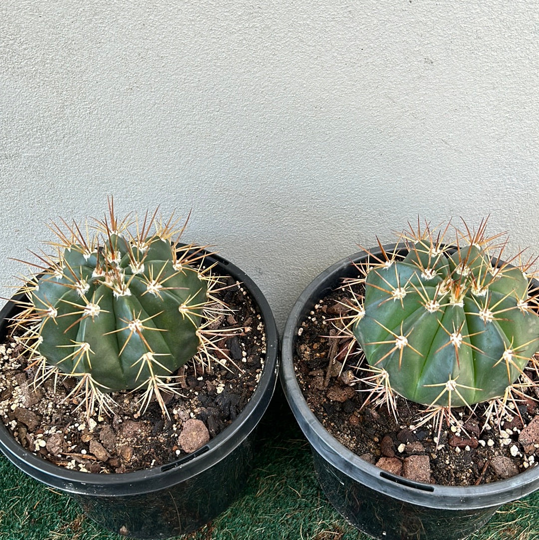 Melocactus Concinnus