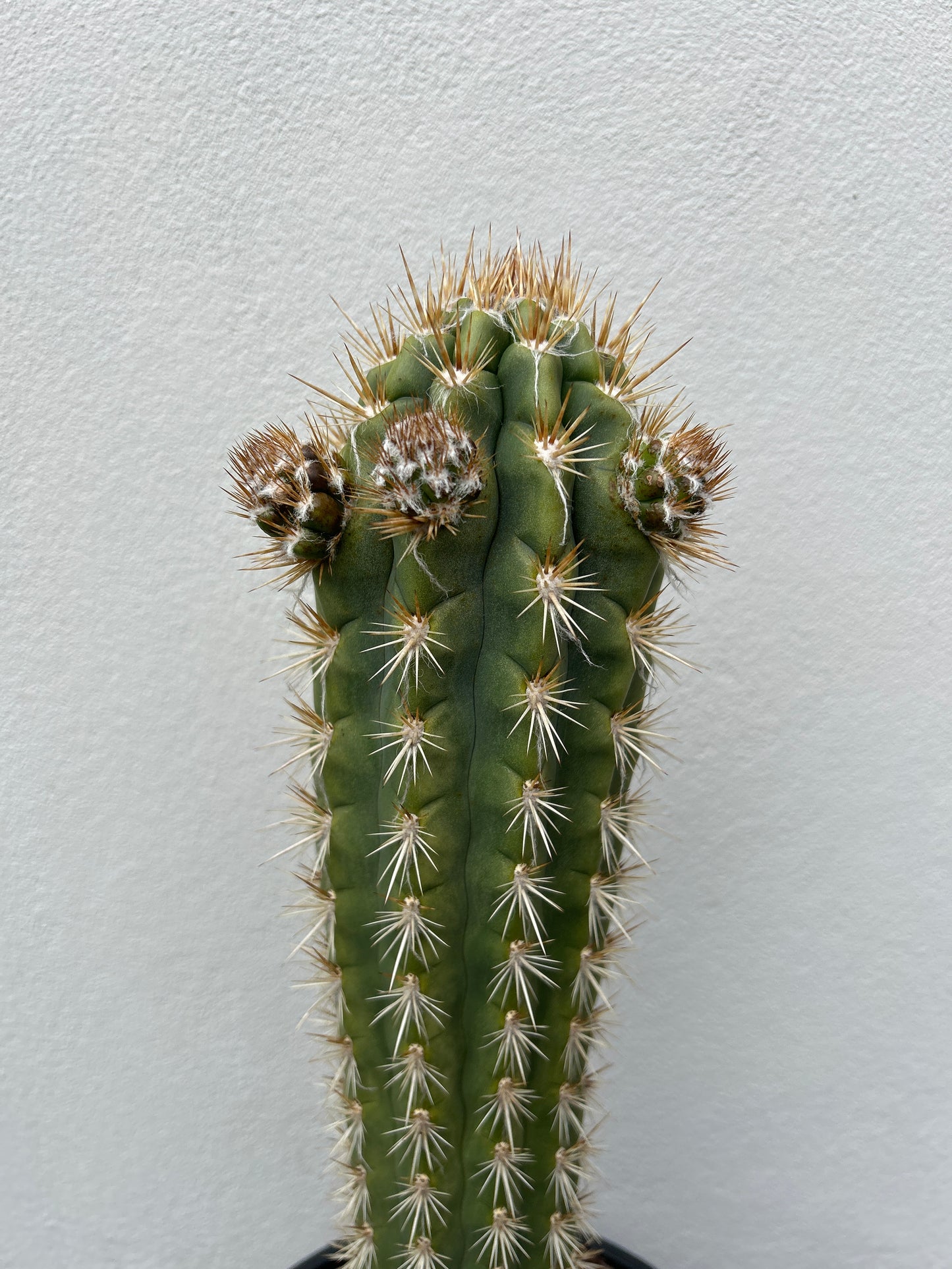 Pilocereus gounellei Cactus with 3 arms