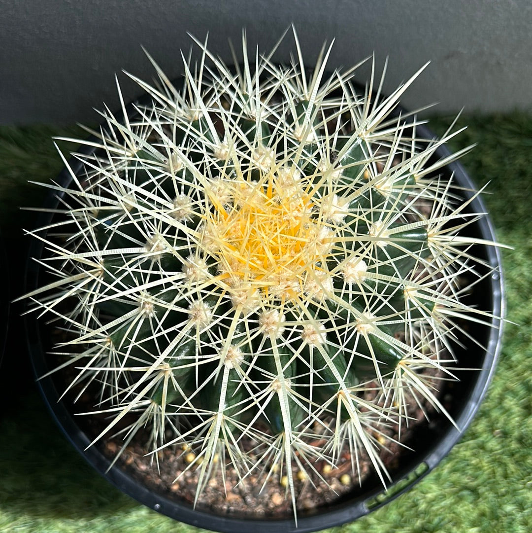 Golden Barrel Cactus - Small