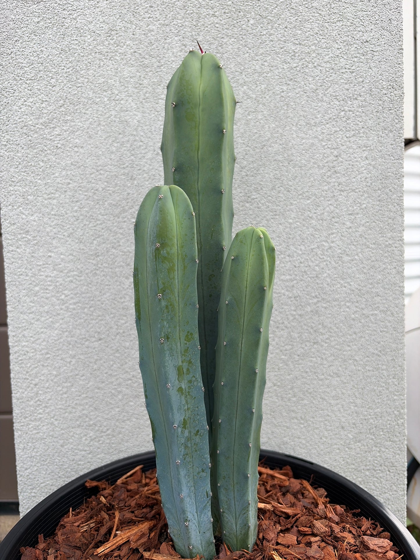 Myrtillocactus geometrizans (Blue Myrtle Cactus)