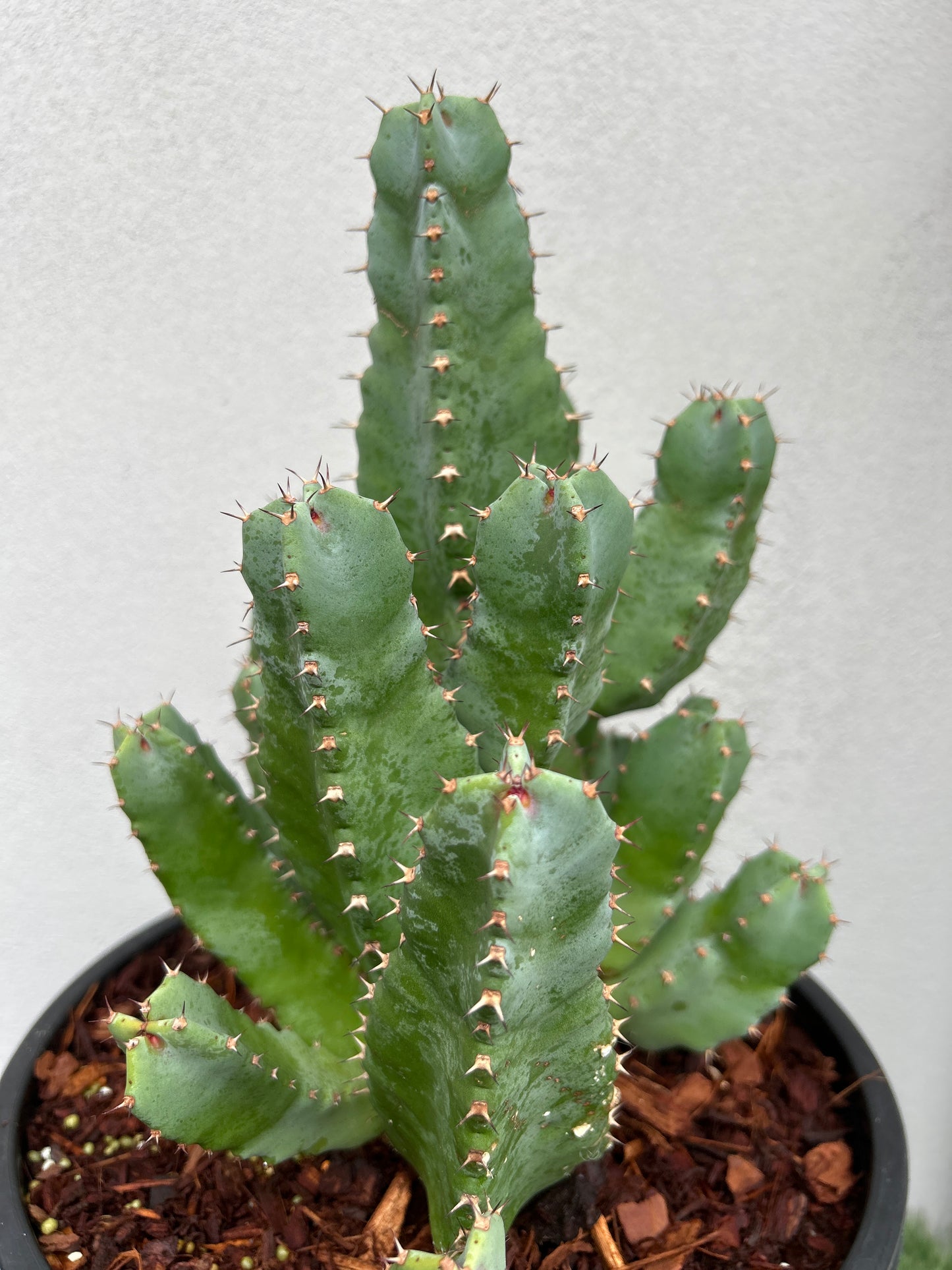 Euphorbia resinifera - Moroccan Mound -Large