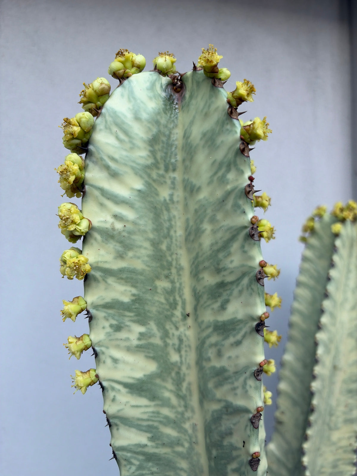Euphorbia Ammak