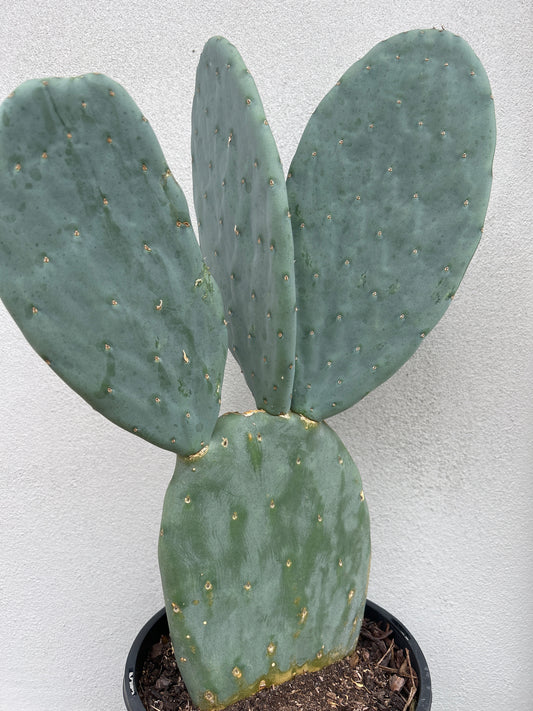 Burbank Spineless 3 paddles