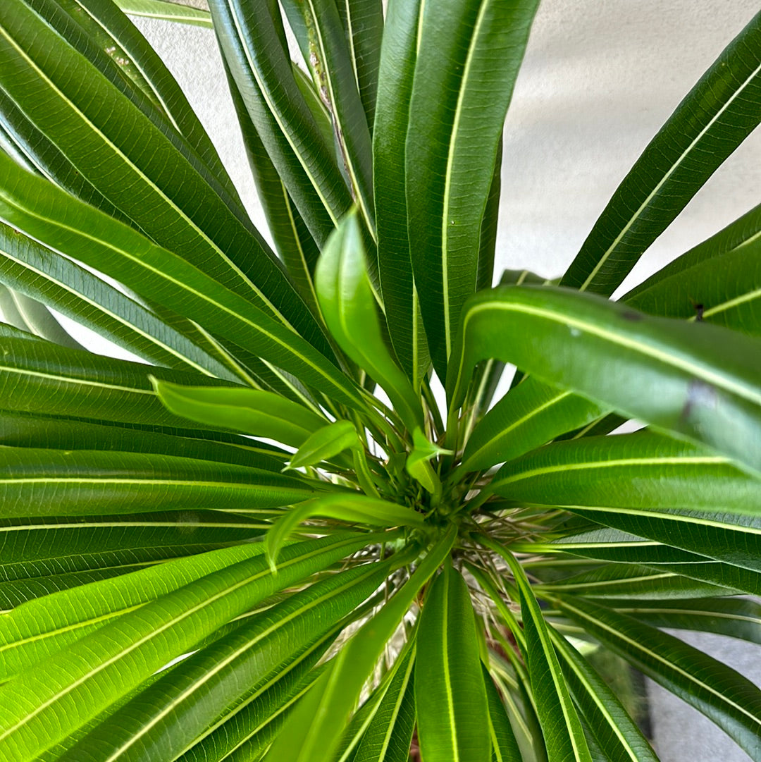 Madagascar Palm - Large