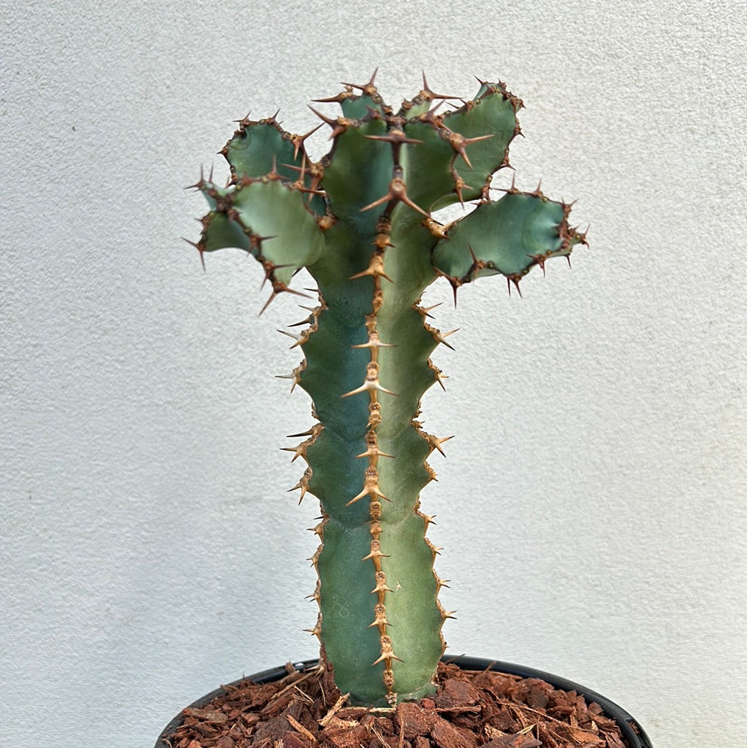 Euphorbia ceorulescens