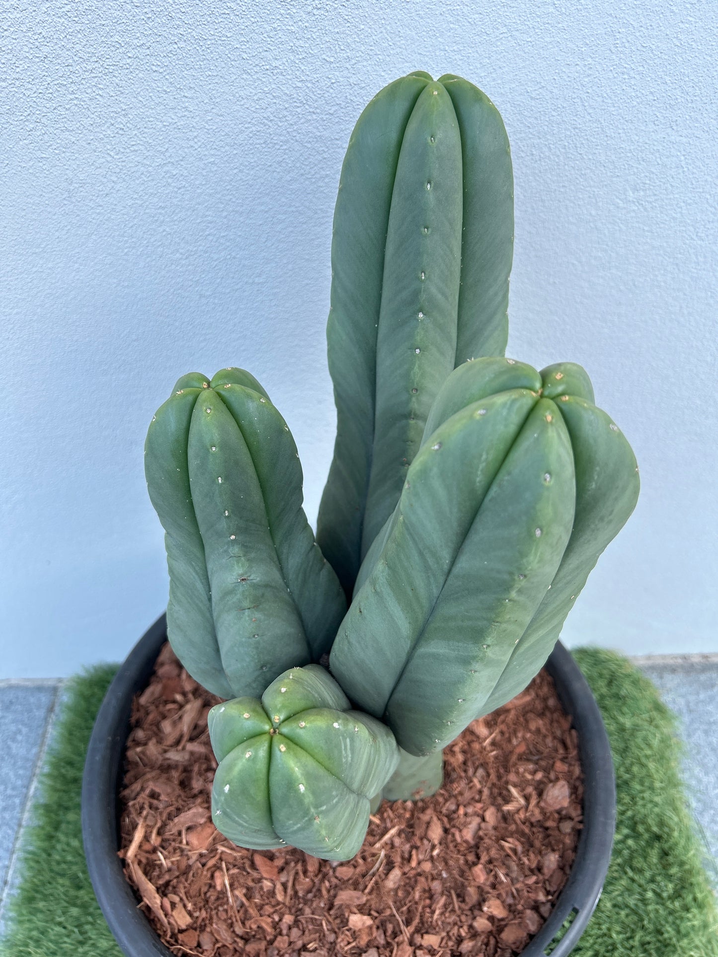 Echinopsis Scopulicola Tree