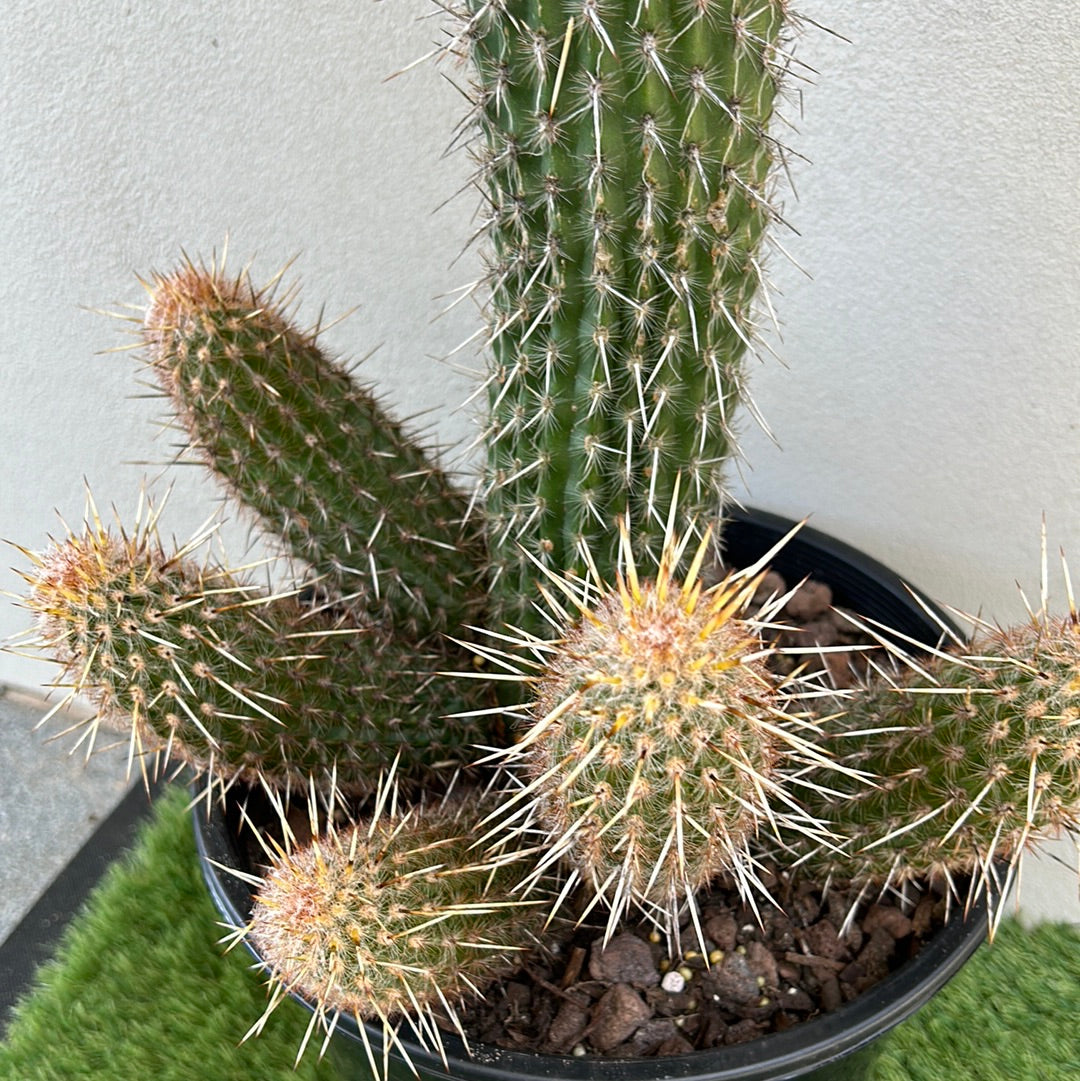 Espostoa Mirabilis Cactus