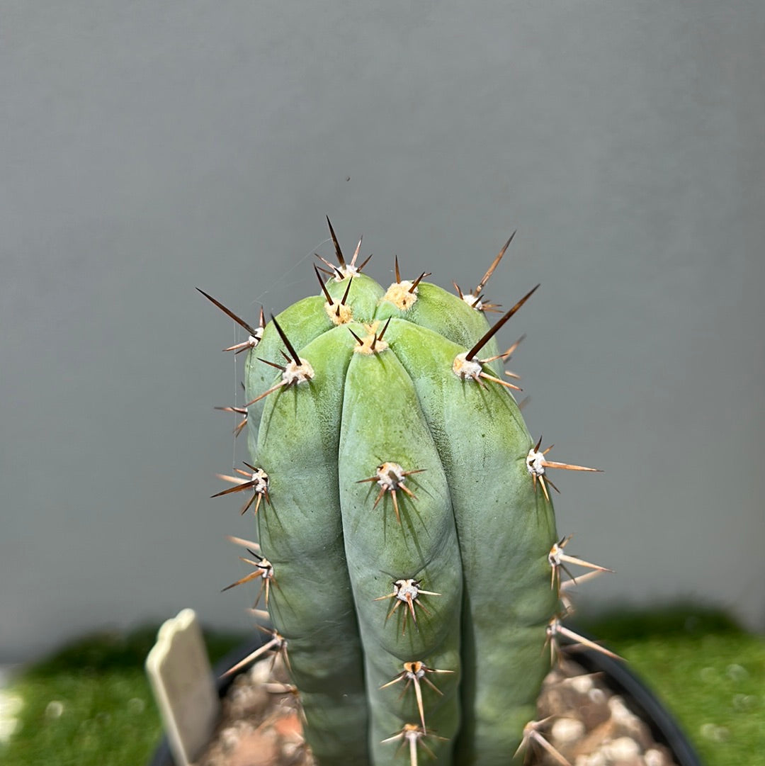 Rosei 1 Cactus