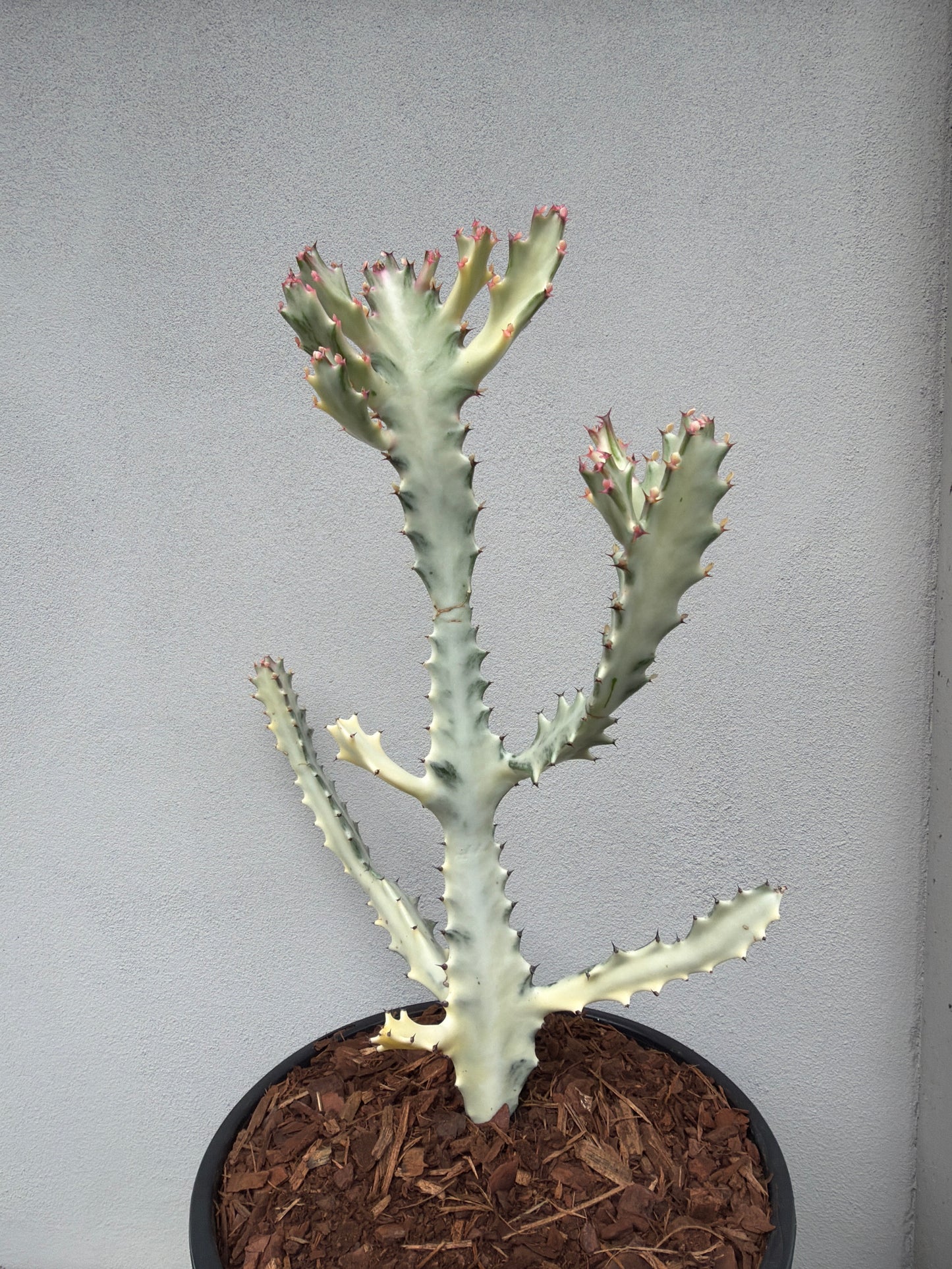 Ghost Cactus (Euphorbia lactea) Multiple arms