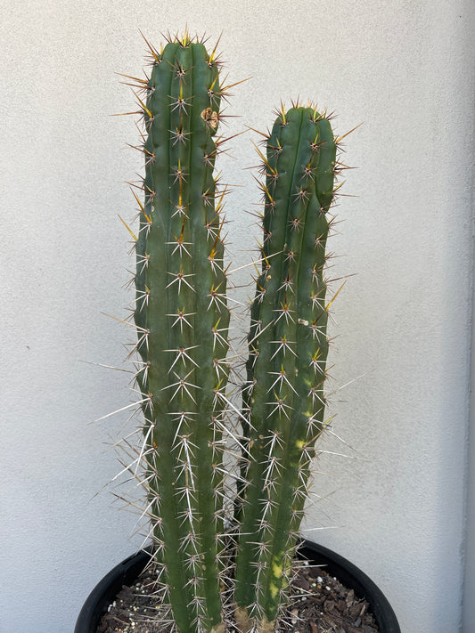 Hybrid Cactus Double