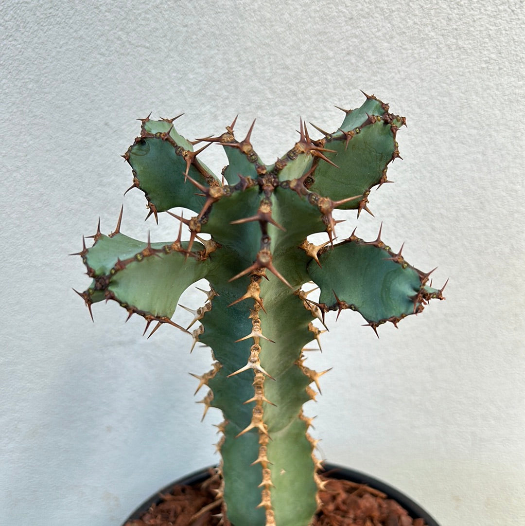 Euphorbia ceorulescens