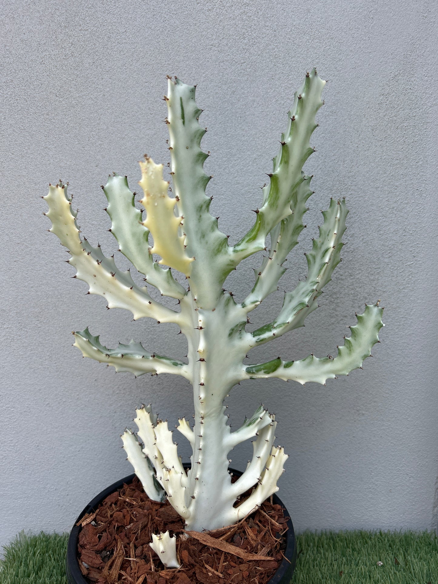 Ghost Cactus (Euphorbia lactea) Multiple arms