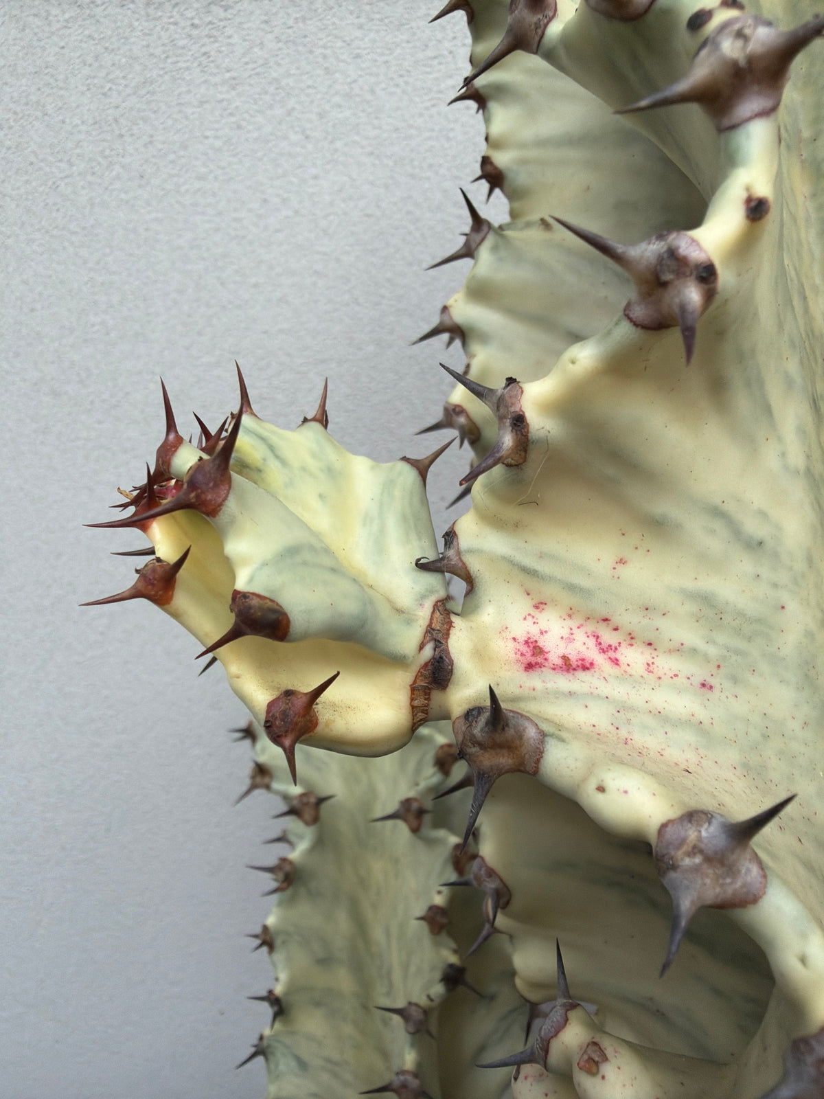 Euphorbia Ammak 3 arms.