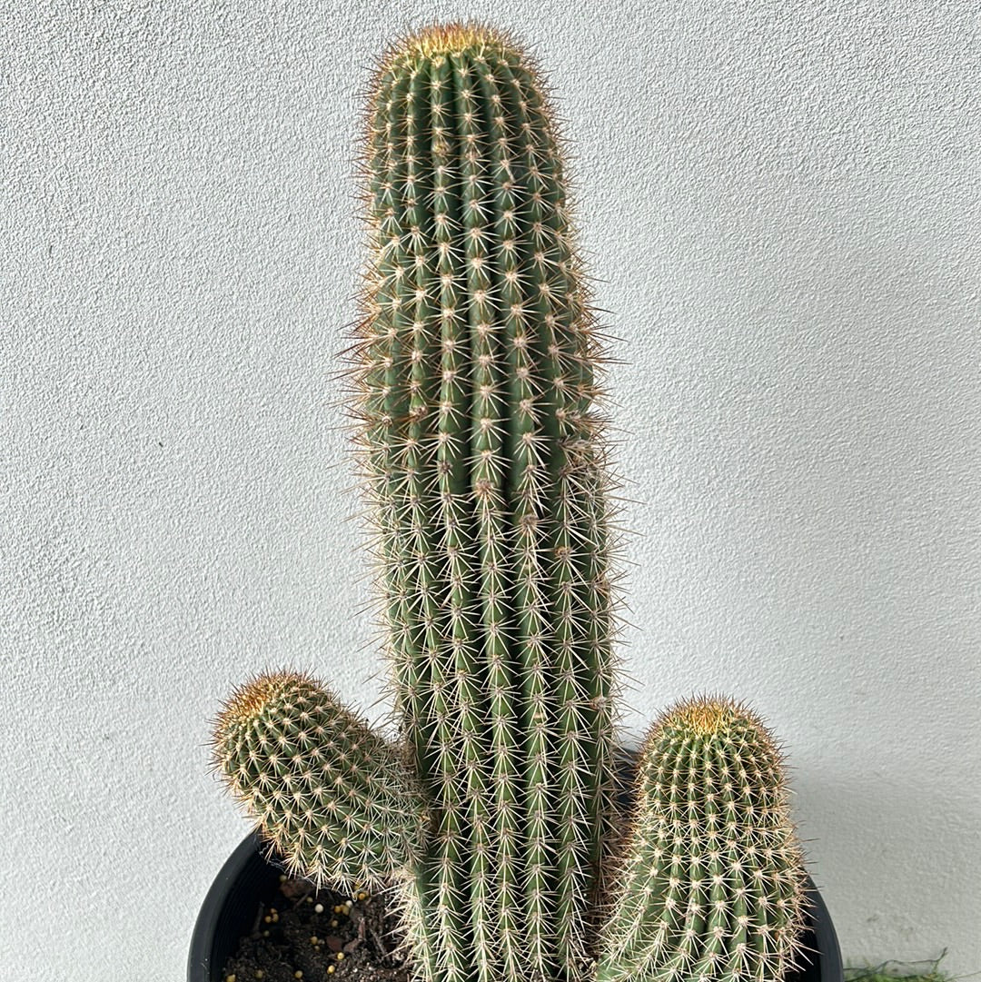 Echinopsis schickendantzii 2 arms