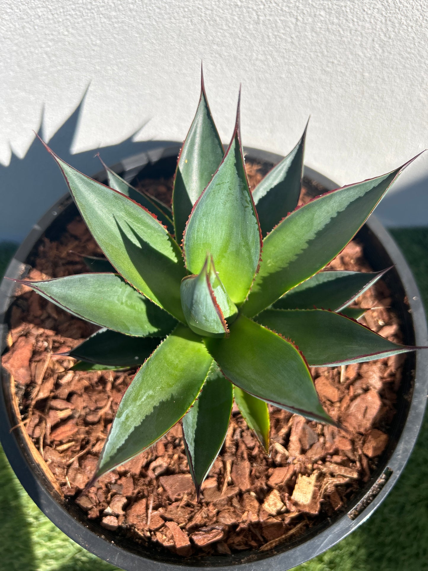 Blue Glow Agave