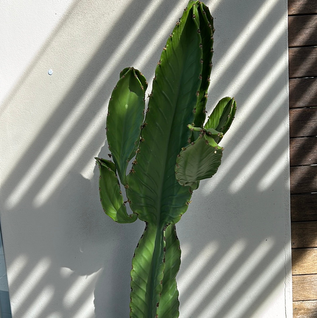 Euphorbia Ingen Cactus