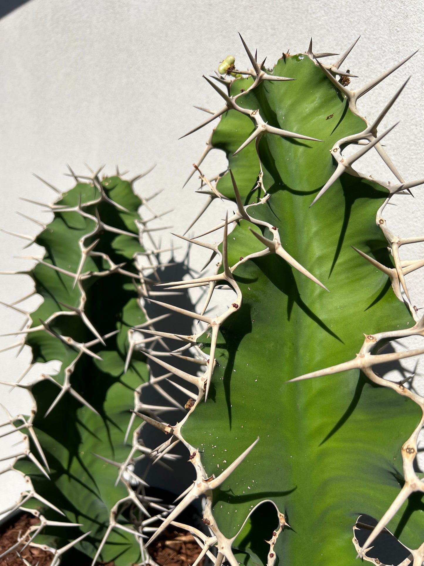 Cowhorn - Euphorbia grandicornis