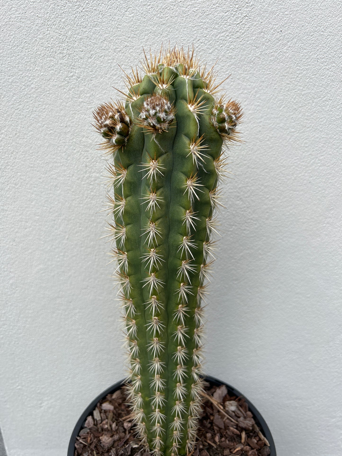 Pilocereus gounellei Cactus with 3 arms