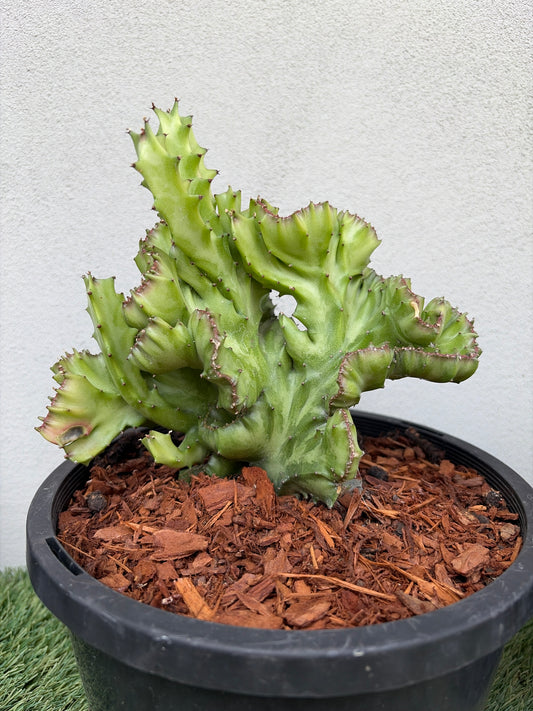 Coral Cactus