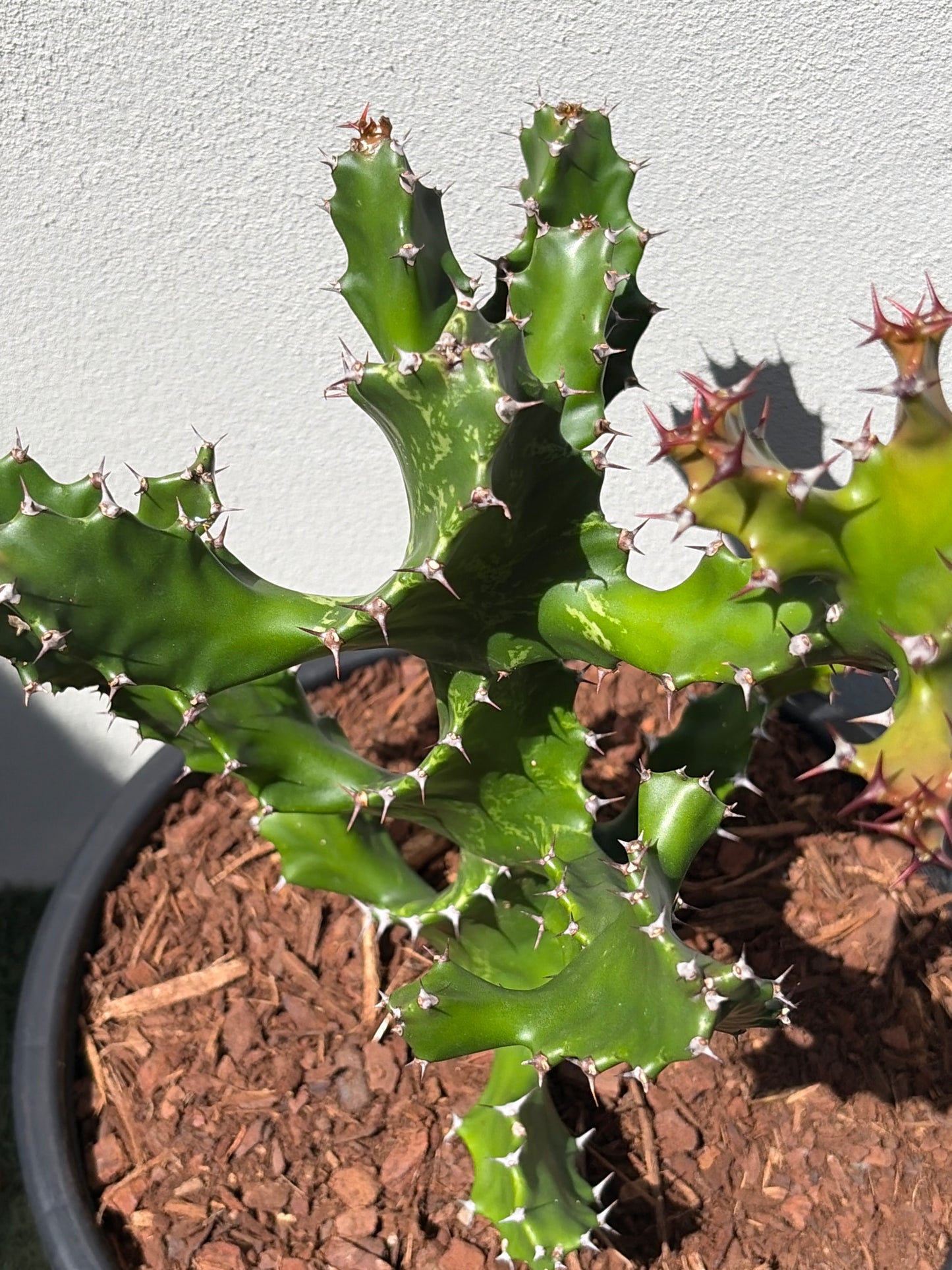 Spiral Euphorbia
