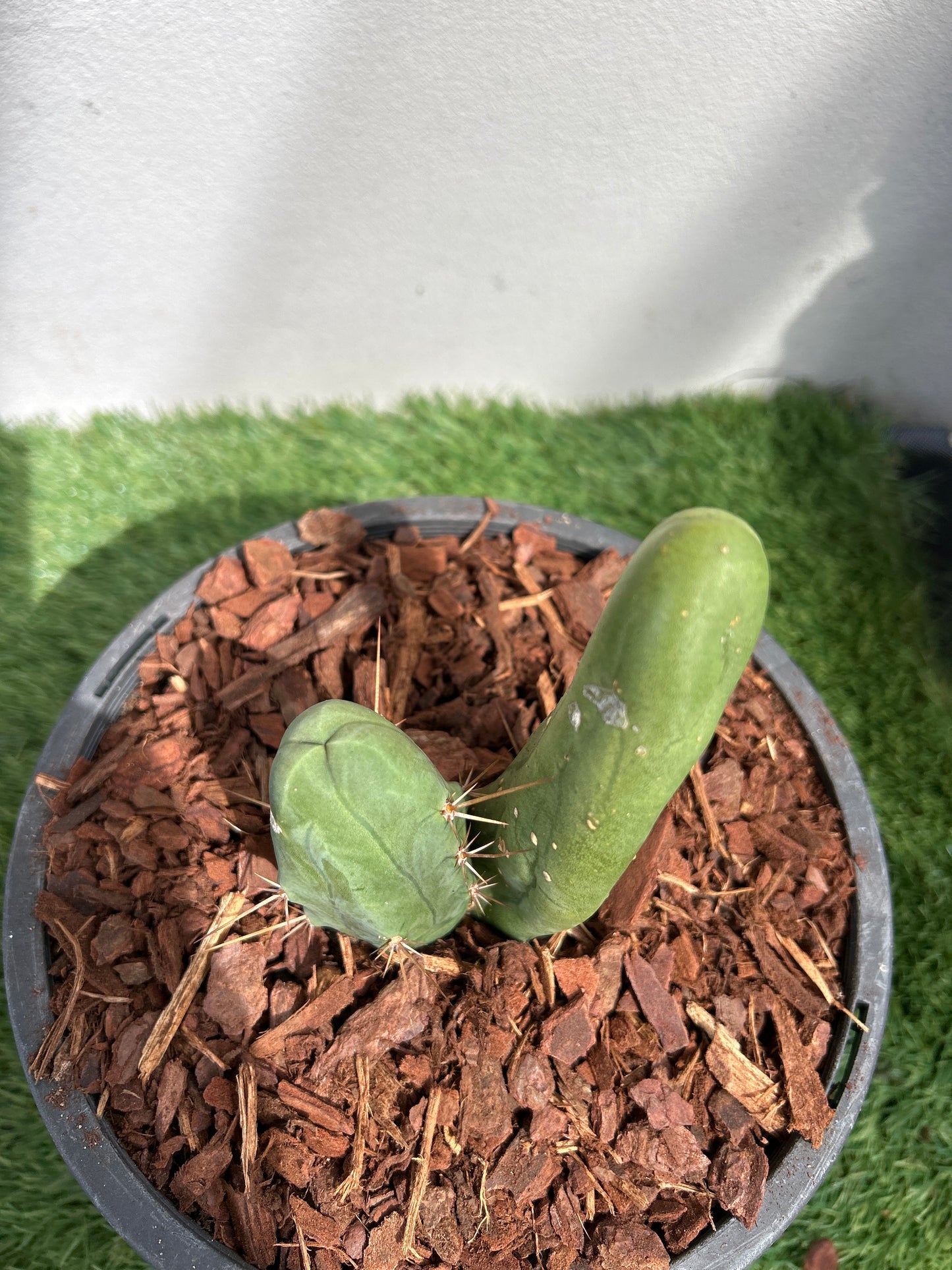 Penis Cactus